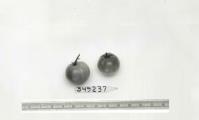 Click for 1 image(s) for this accession. FRUIT